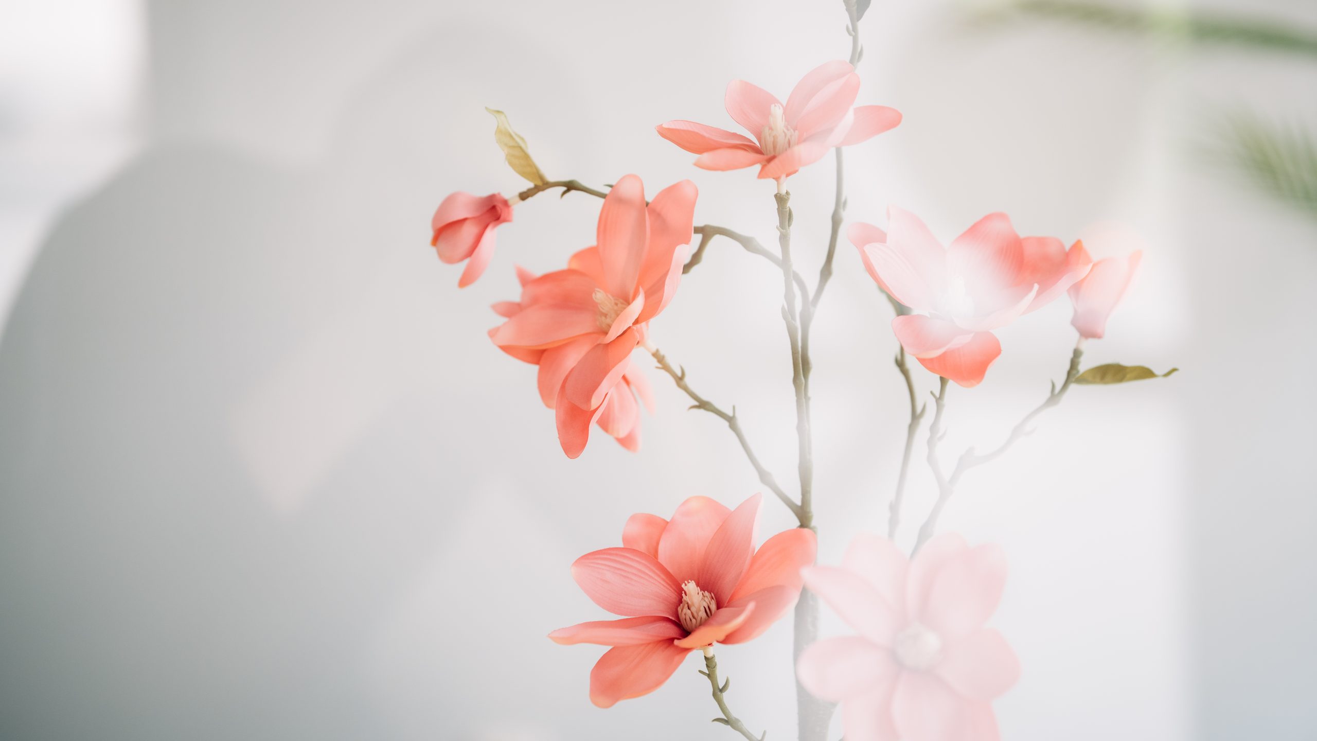 Blumendienst für ein liebevolles Zuhause Frische Blumen als Teil unseres Blumendienstes für Senioren im eigenen Zuhause