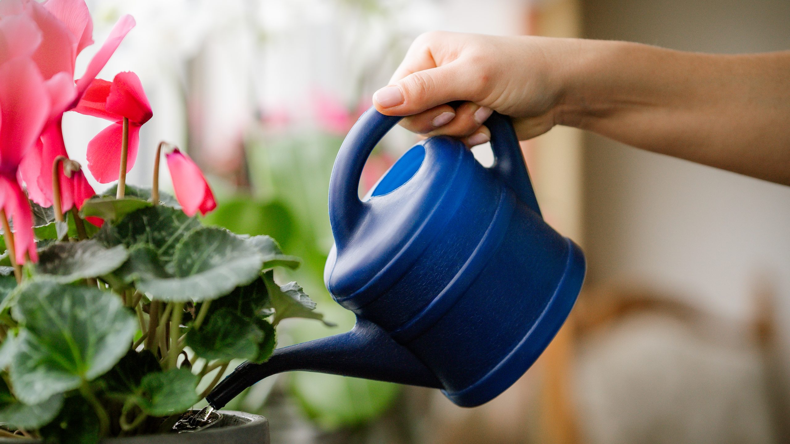 Pflege von Pflanzen und Blumen im Zuhause Gießen von Zimmerpflanzen durch Betreuungskraft im Rahmen eines Blumendienstes